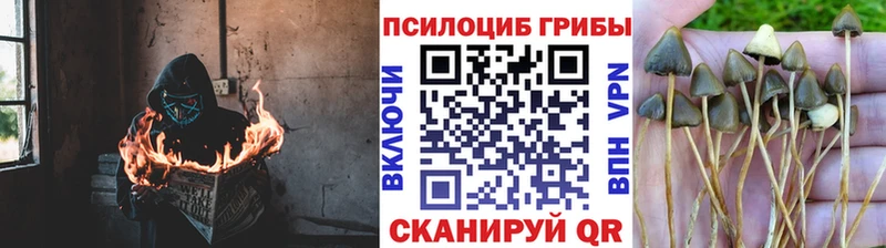 Галлюциногенные грибы Cubensis  Боготол 